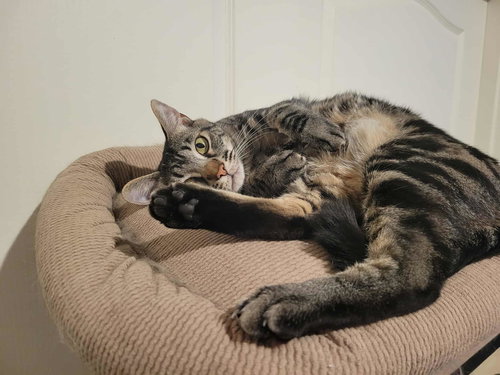 MOTOMOTO - Tabby available for adoption