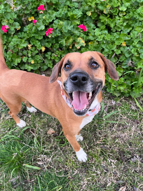 picture of the dog needing adoption
