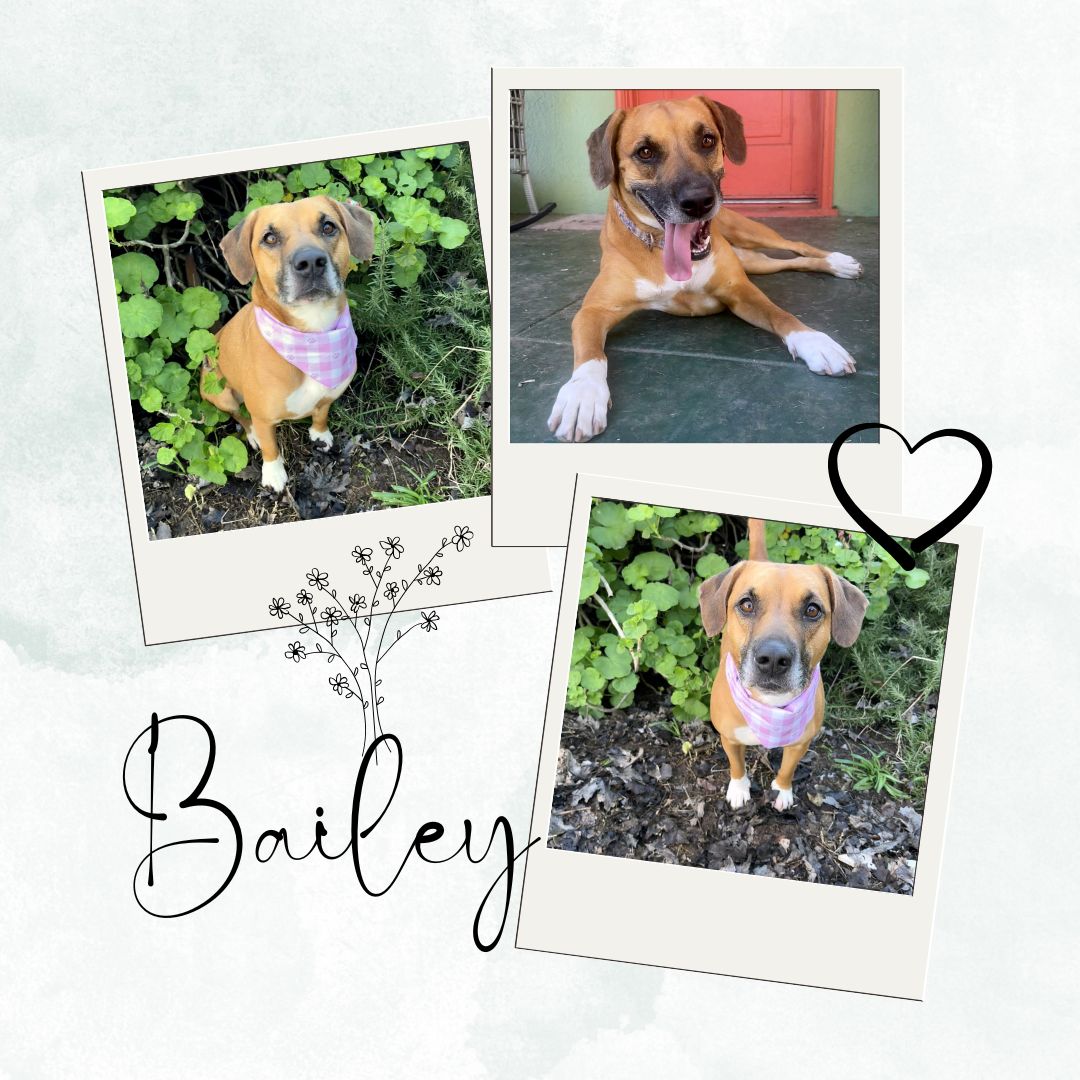 Bailey Image