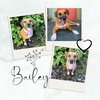 Bailey - Photo 1
