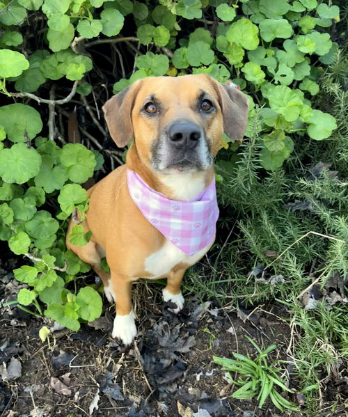 BAILEY - American Pit Bull Terrier available for adoption