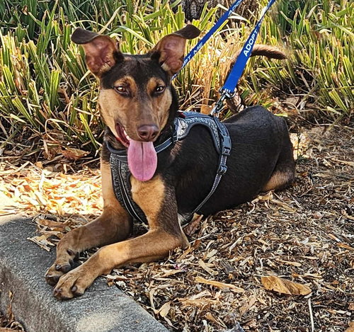 picture of the dog needing adoption