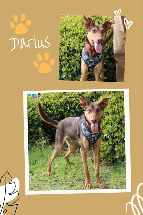 picture of the dog needing adoption