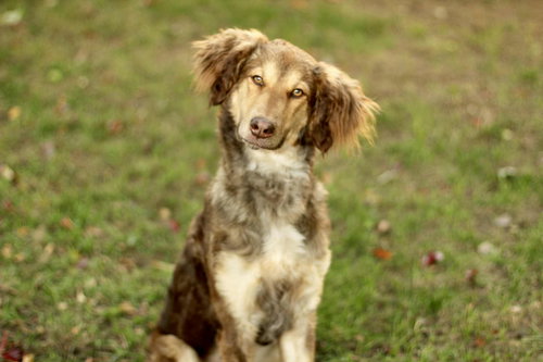 picture of the dog needing adoption