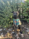 Oso - Photo 2