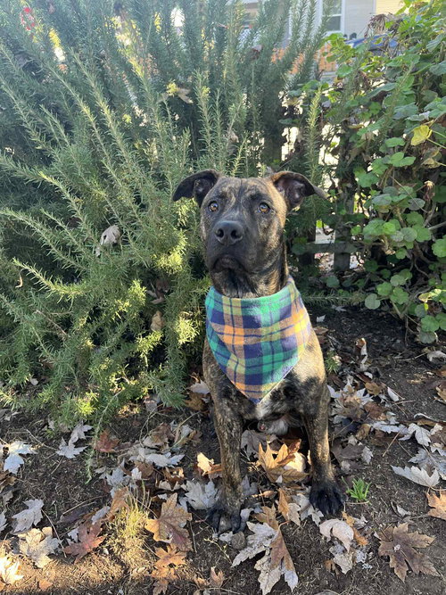 OSO - American Pit Bull Terrier available for adoption