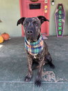 Oso - Photo 3