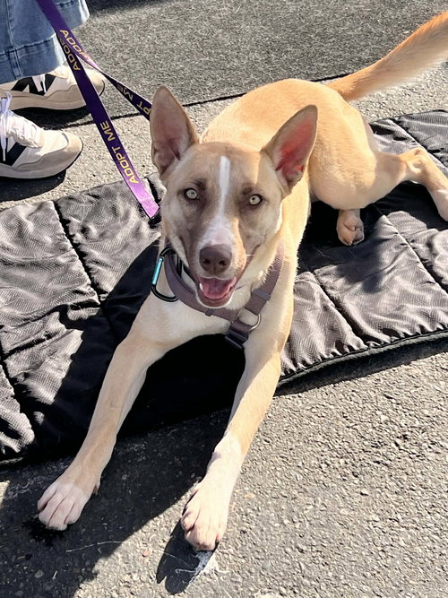 picture of the dog needing adoption