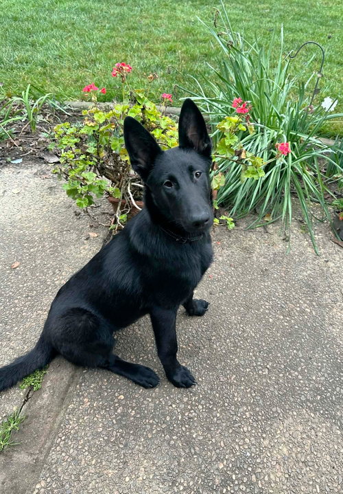 picture of the dog needing adoption