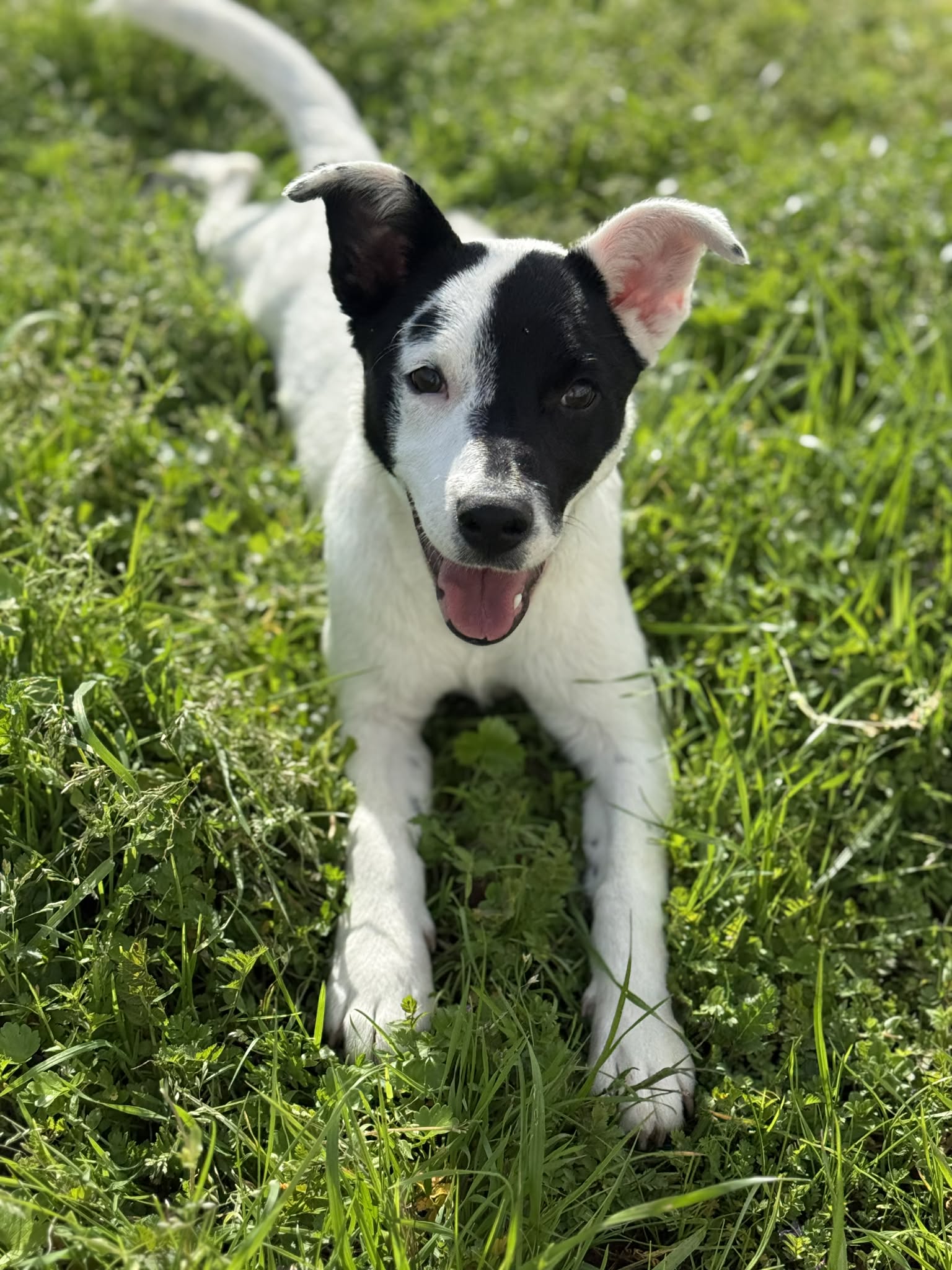 Pepper