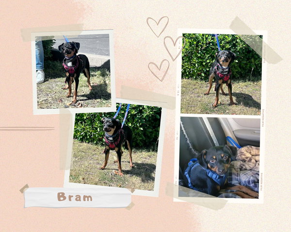 Bram