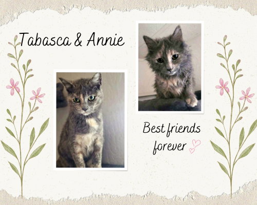 Tabasca and Annie, Young Dilute Tortoiseshell, cat for adoption in Lincoln, California
