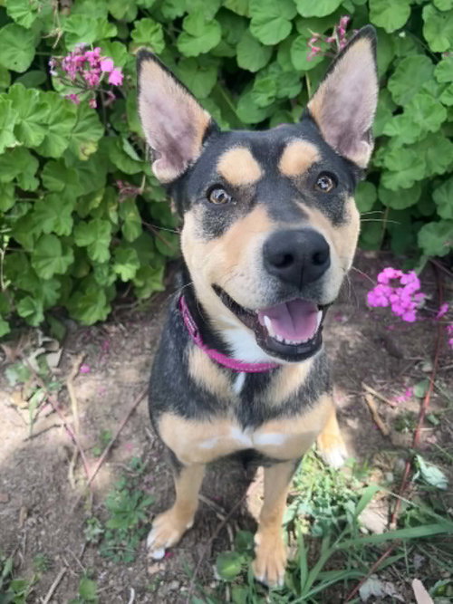 Sade, an adoptable Australian Kelpie in Yuba City, CA