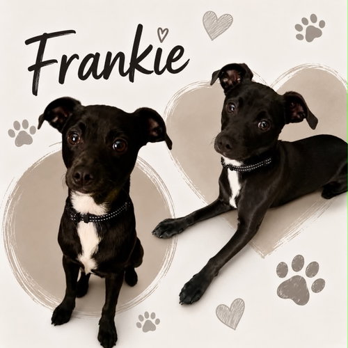 Frankie