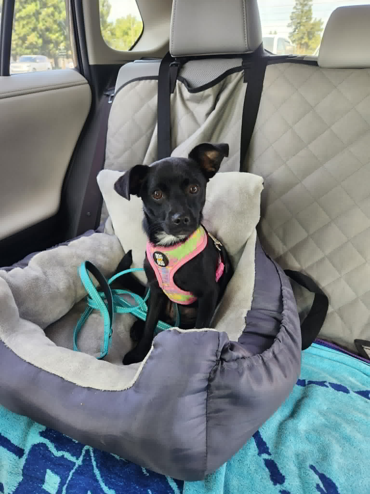 Zoe
