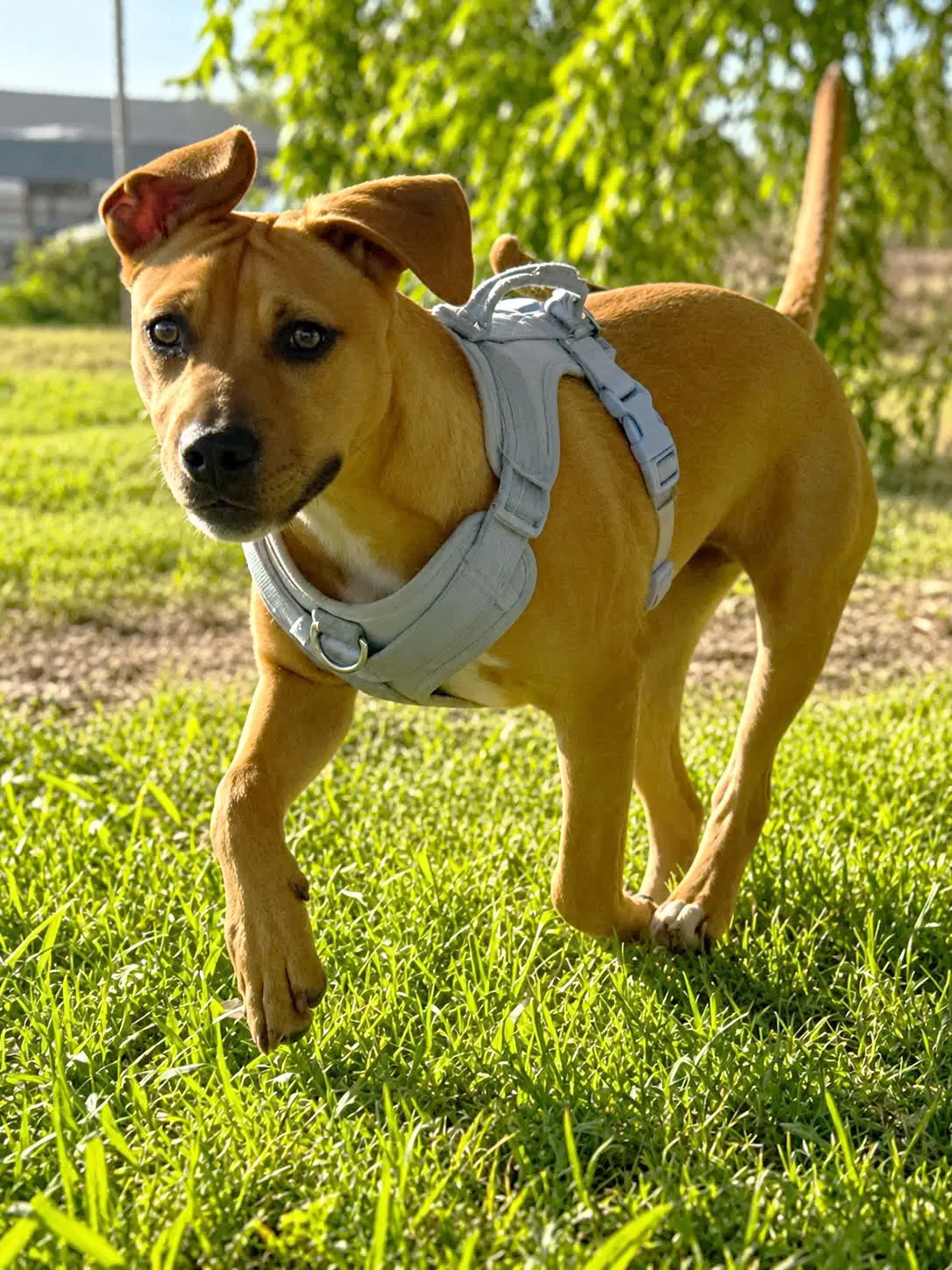 Graham - American Pit Bull Terrier
