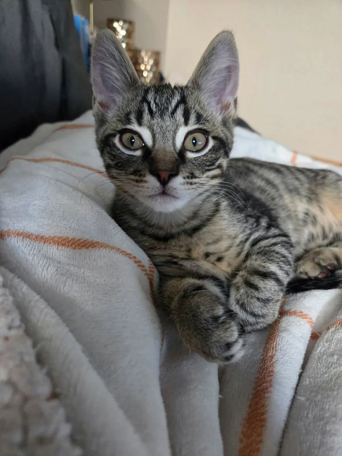 Romeo - Tabby