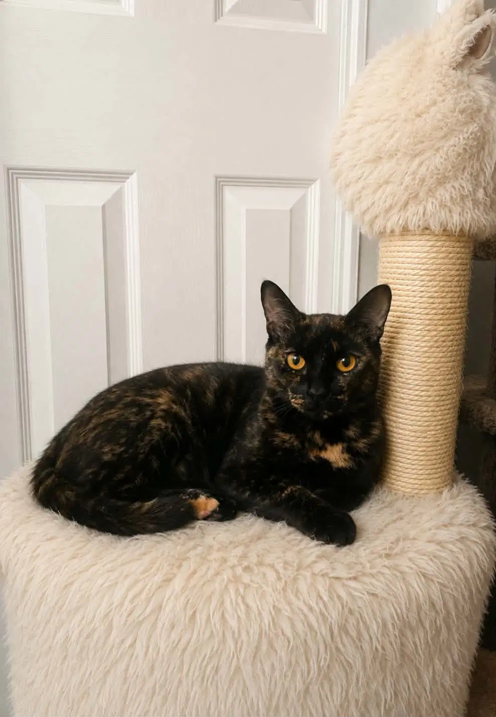 Gemma - Tortoiseshell