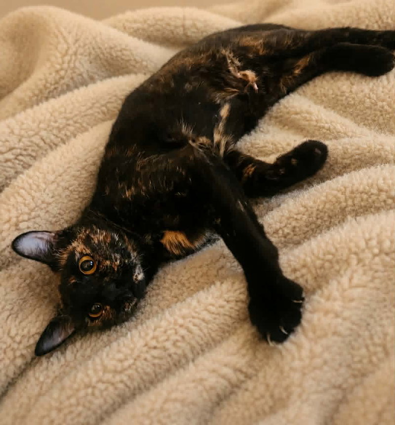 Gemma, photo 2