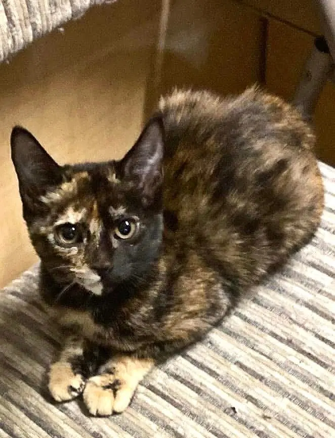 Amber - Tortoiseshell