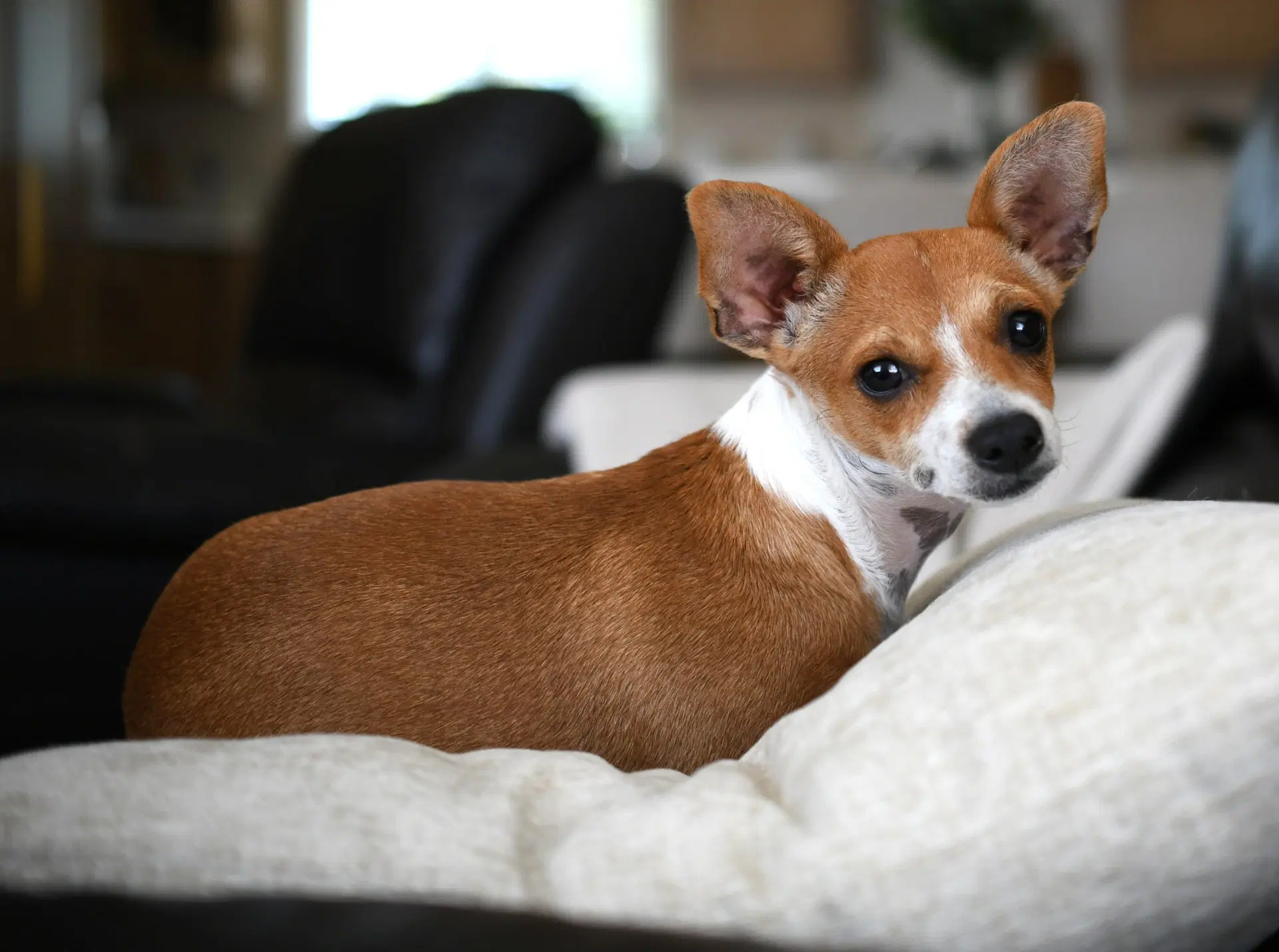 Penny - Chihuahua