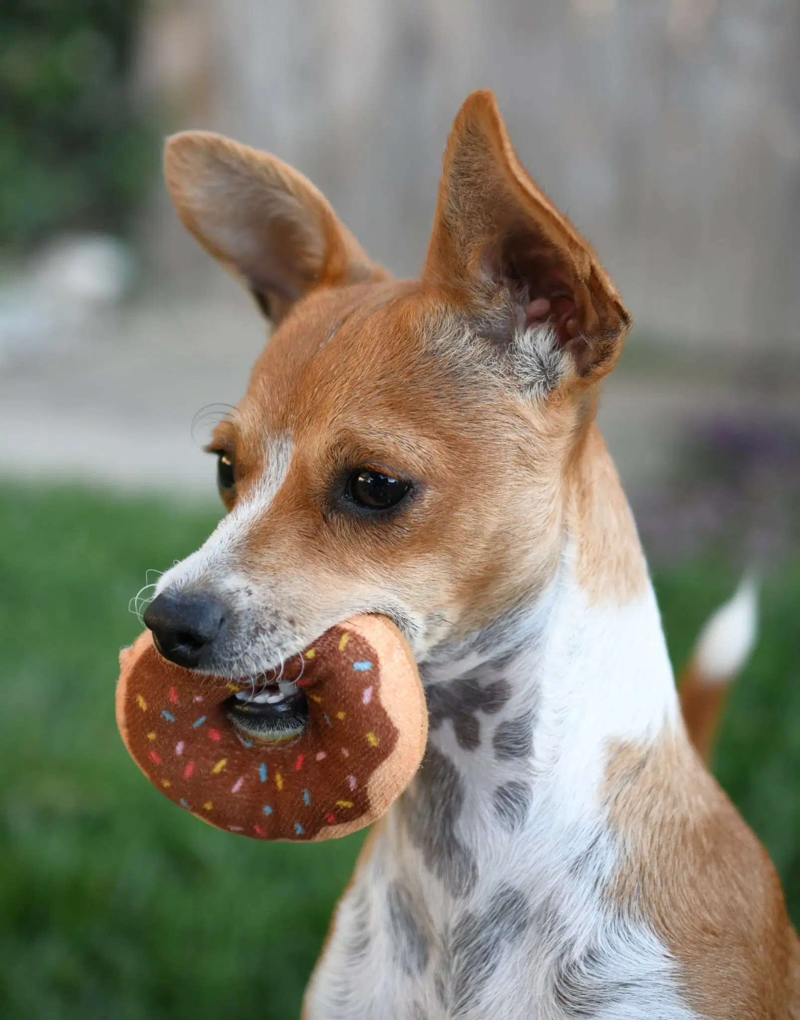 Penny image 3