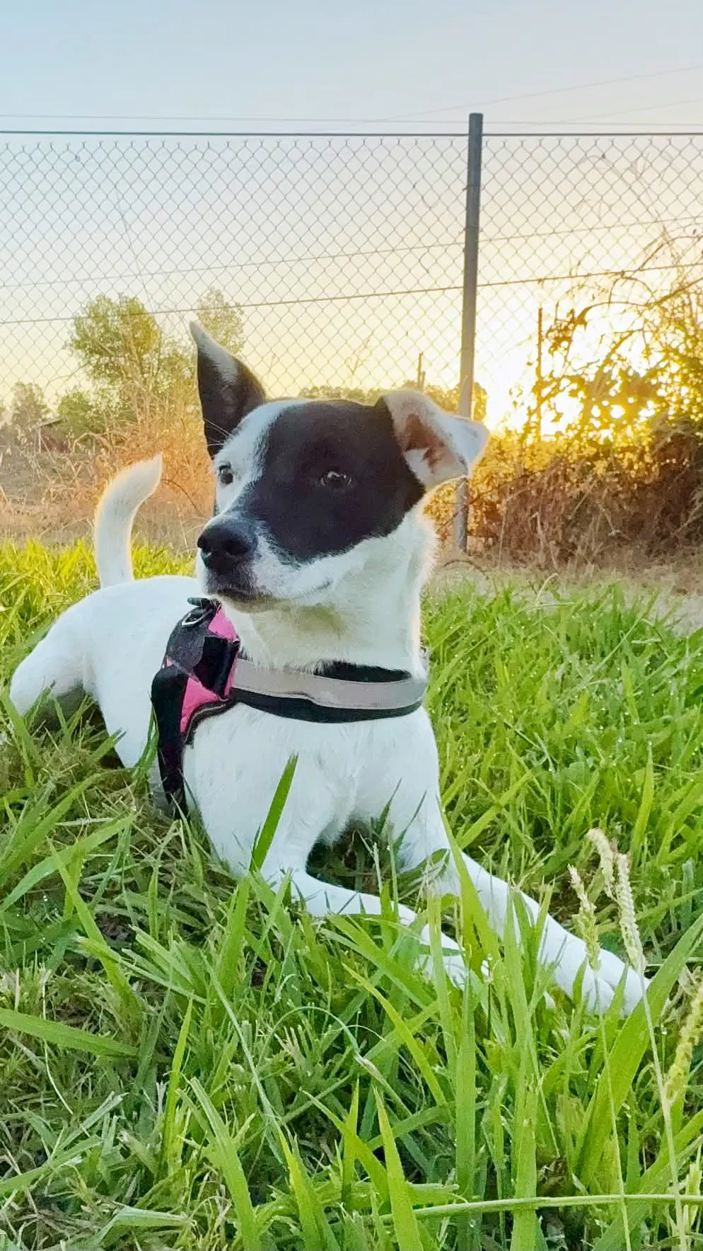 Pepper - Jack Russell Terrier