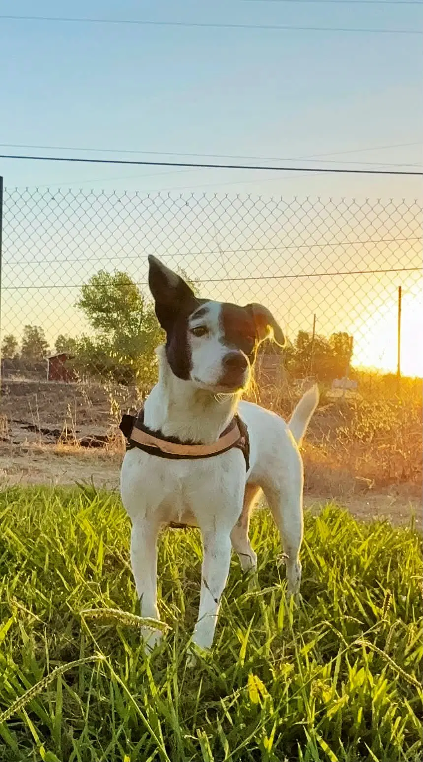 Pepper image 2