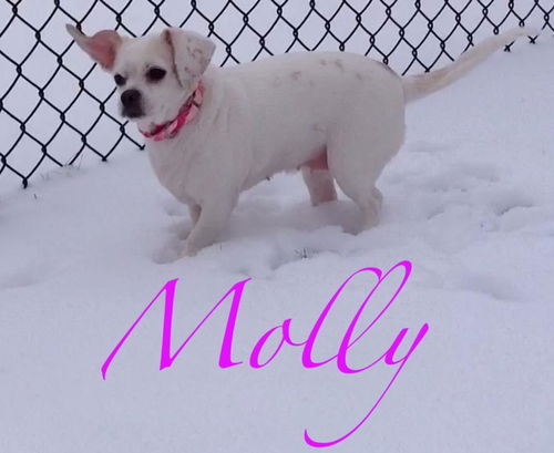 Molly