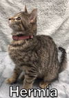 Hermia