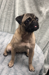 Stella