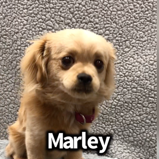 Marley