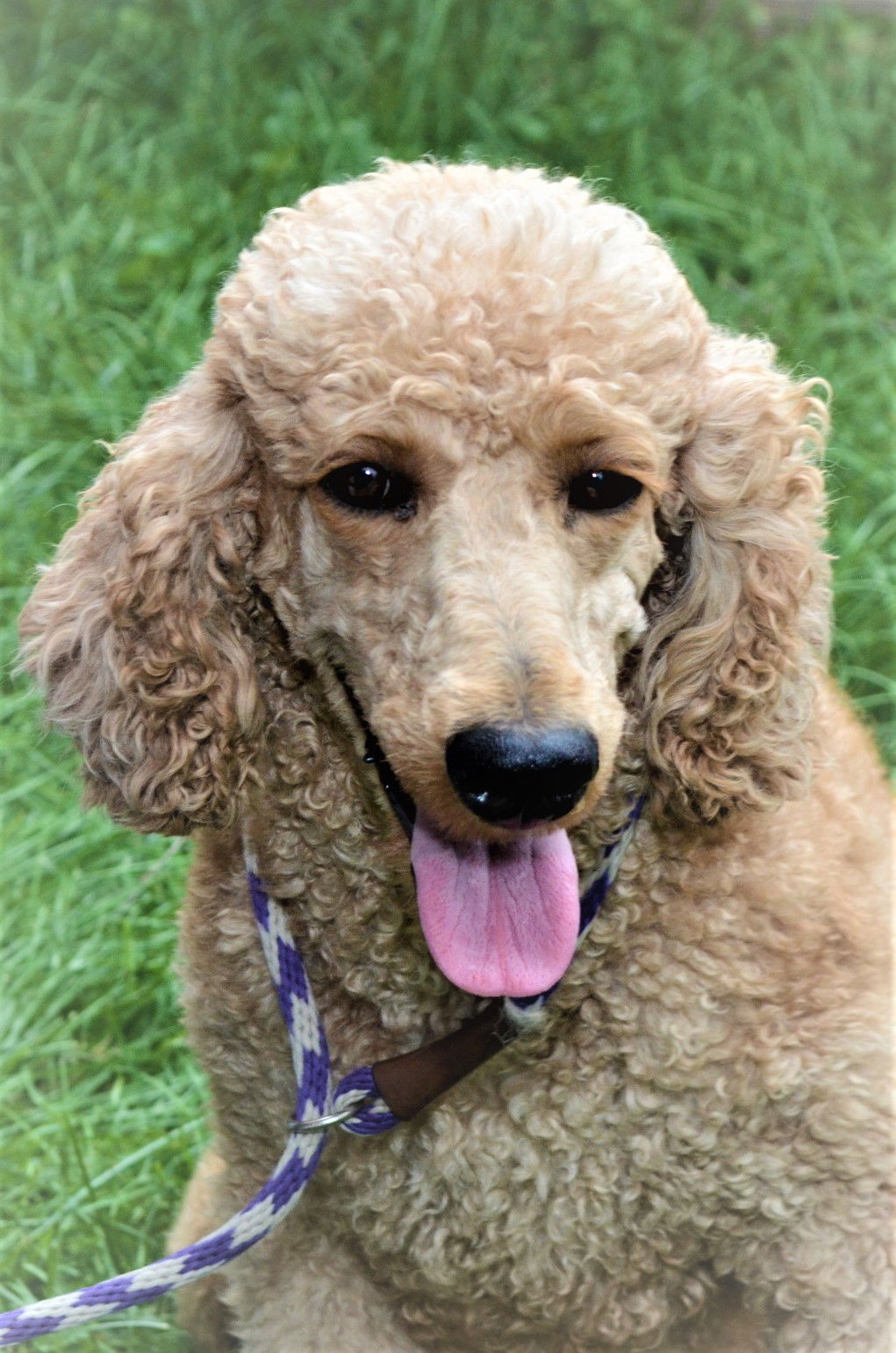 adoptable Dog in Lincolnwood, IL named Amy