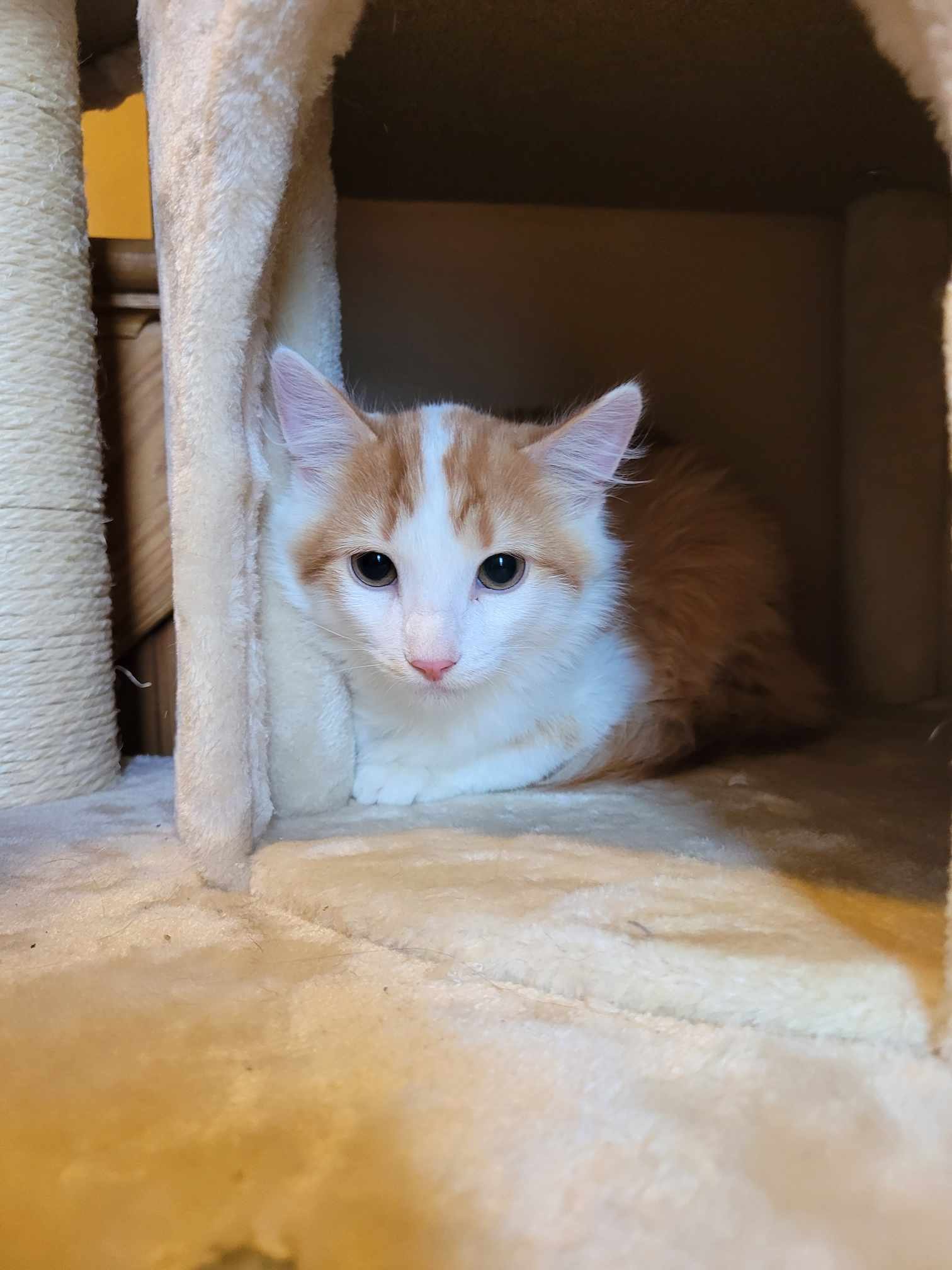 adoptable Cat in Lincolnwood, IL named Jose