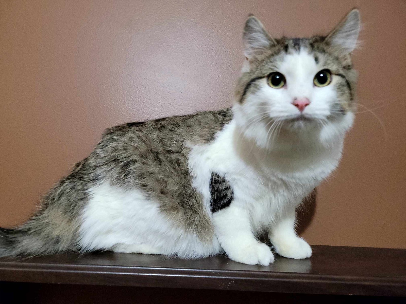 adoptable Cat in Lincolnwood, IL named Monica
