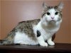 adoptable Cat in  named Monica