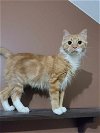 adoptable Cat in  named Aura