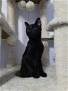 adoptable Cat in lincolnwood, IL named Salem