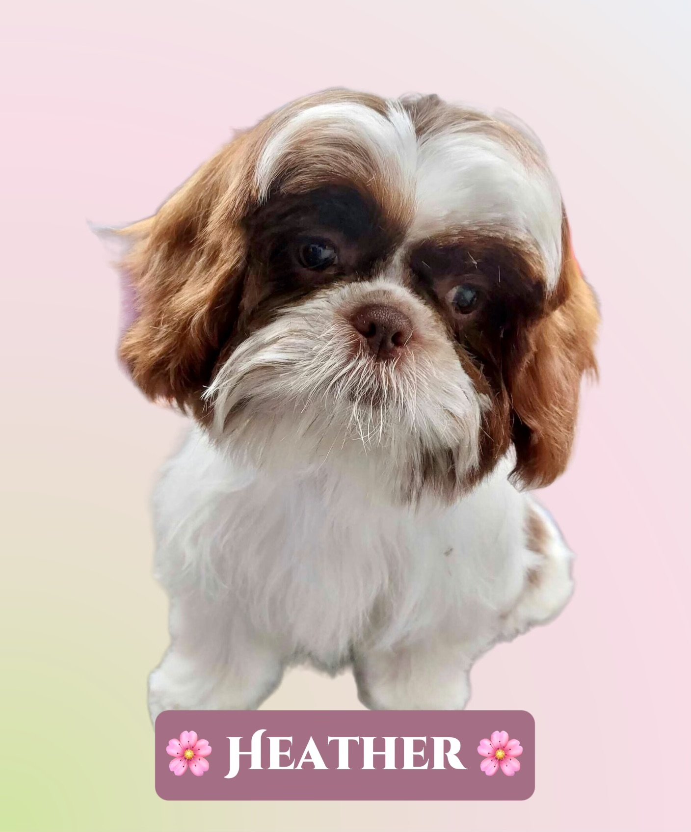 adoptable Dog in Lincolnwood, IL named Heather