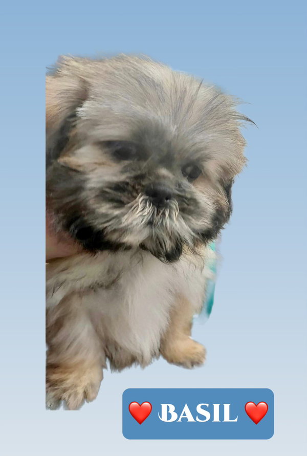 Basil