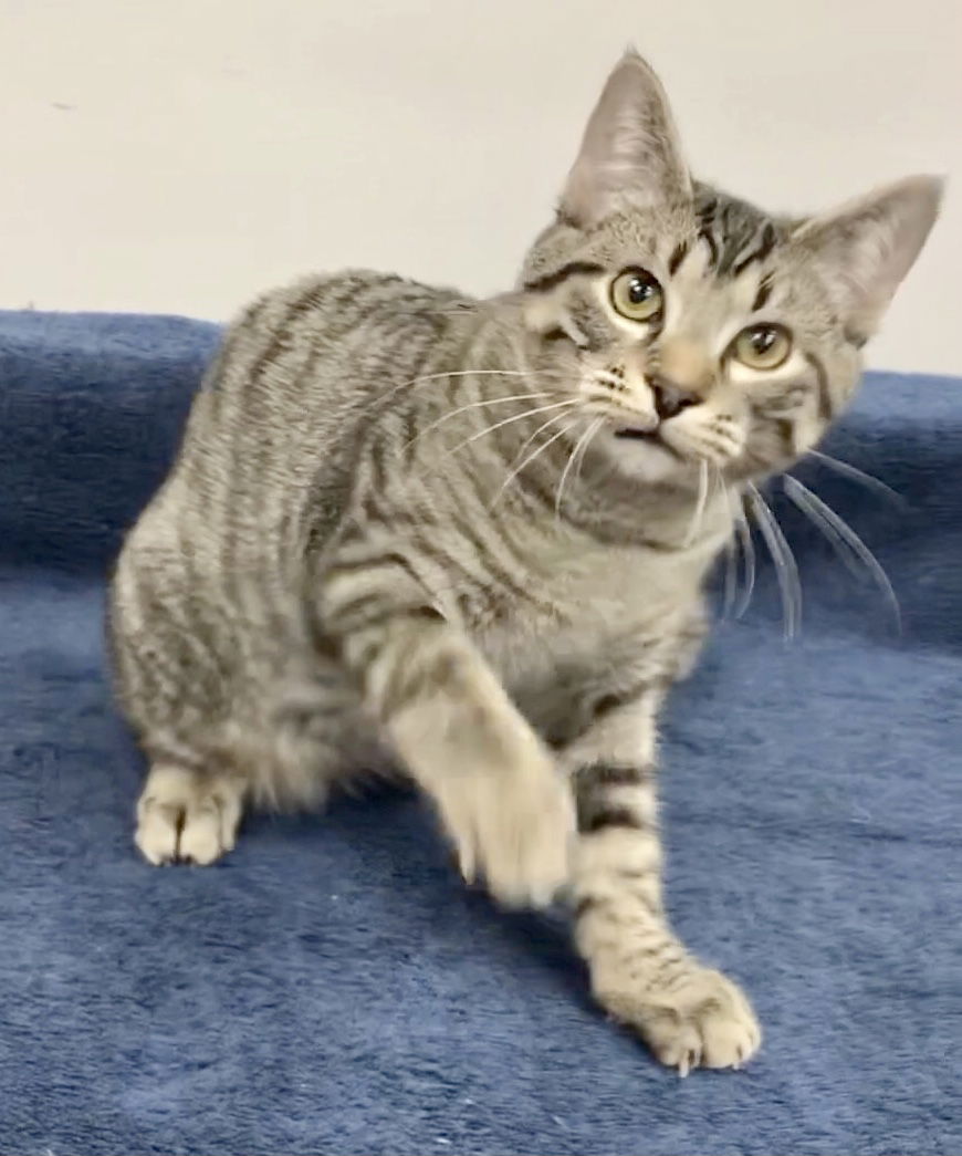 adoptable Cat in Lincolnwood, IL named Legolas