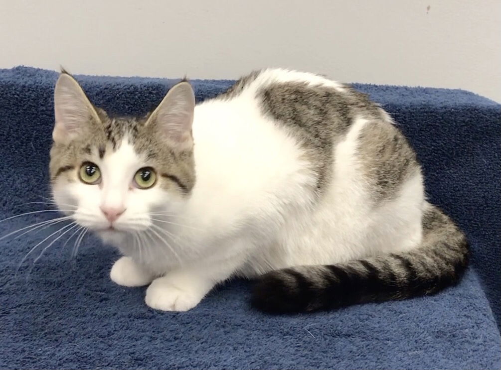 adoptable Cat in Lincolnwood, IL named Aragon