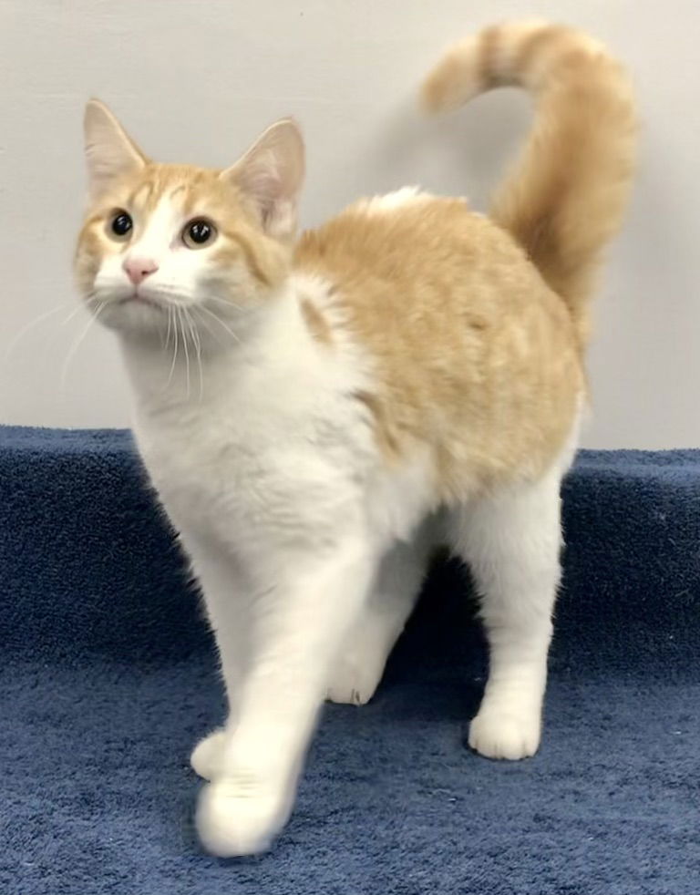 adoptable Cat in Lincolnwood, IL named Eowyn