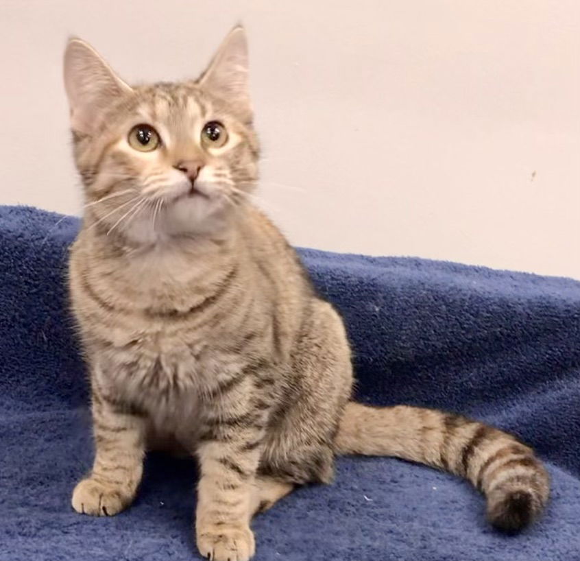 adoptable Cat in Lincolnwood, IL named Tauriel