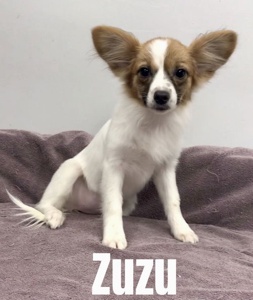 Zuzu