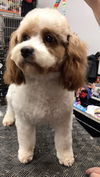 Laverne