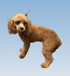 adoptable Dog in  named Jeremy