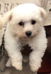 adoptable Dog in  named Charles