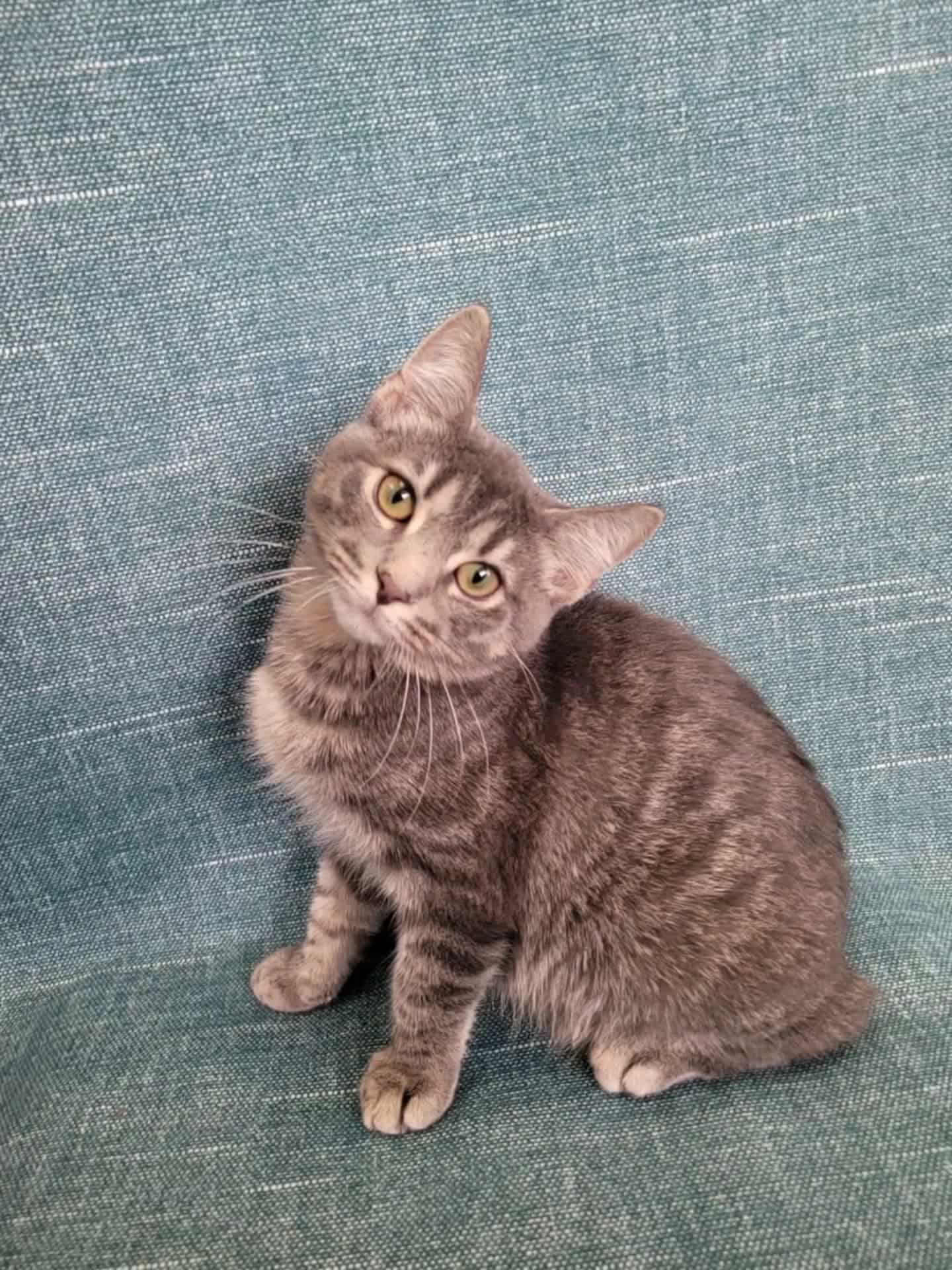Simon Image