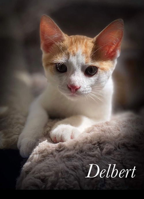 Delbert